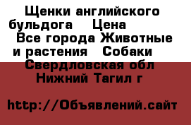 Щенки английского бульдога  › Цена ­ 60 000 - Все города Животные и растения » Собаки   . Свердловская обл.,Нижний Тагил г.